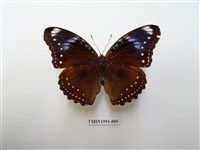 藏品(幻蛺蝶)的圖片